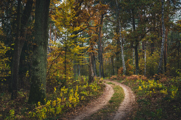 Kolorowa jesień w lesie w Polsce
