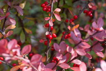 Barberry,  branch with natural fresh ripe red berries