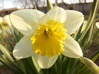 White daffodil in the sunlight in early spring at the dacha