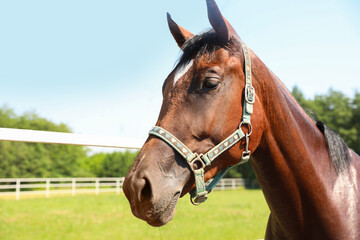 Fototapeta premium Bay horse in paddock on sunny day. Beautiful pet