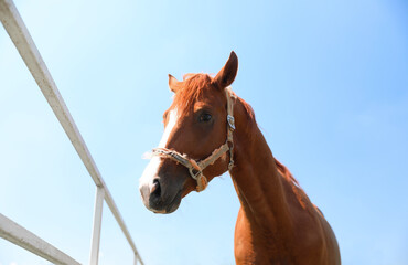 Chestnut horse in paddock on sunny day. Beautiful pet