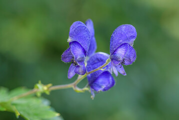 Monkshood plant - Aconitum firmum subsp. moravicum, beatufil flowering plant from Central European...