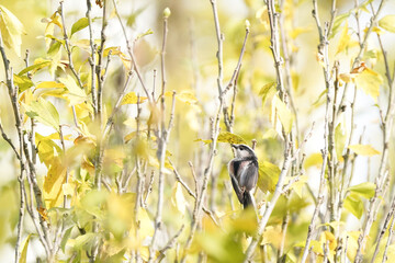 long tailed tit on branch