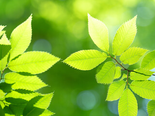 新緑のケヤキの葉