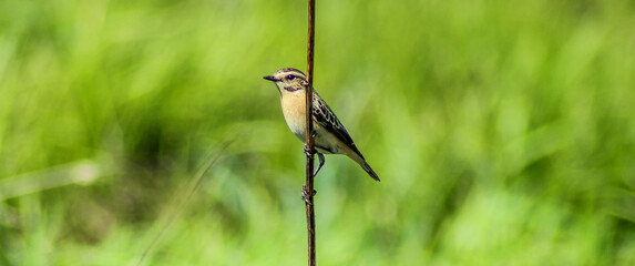 bird on a branch