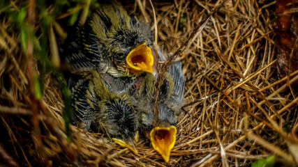 chicks