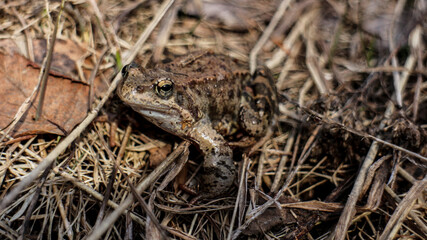 frog