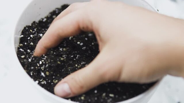 mixture of earth, perlite and vermiculite. Pot with soil for growing cannabis. A Close up Substrate for marijuana. The concept of growing medical cannabis in the doore indoor.