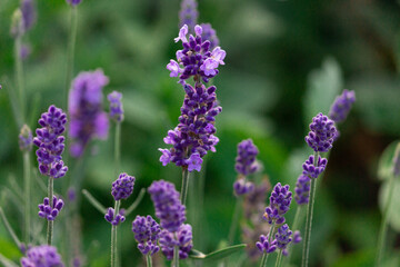 lavender flowers - close-up. A bouquet of fragrant flowers in lavender fields in French Provence near Valensole