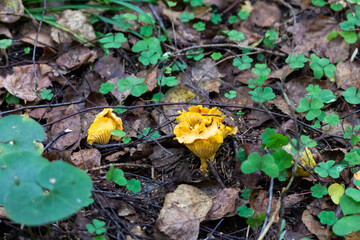 Common chanterelle, or real chanterelle, or Cockerel is a species of mushrooms of the chanterelle family.