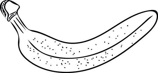Ripe banana vector sketch isolated on white background.