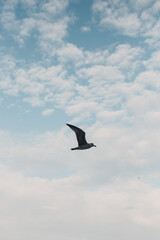 Bird flying over a blue sky with white clouds. Seagull in flight. Freedom, or calmness concept. Beautiful nature minimal background.