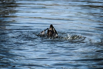 Fototapeta premium Duck Diving