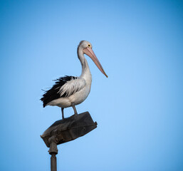 Mr Pelican