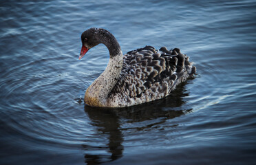 Swan on the Lake