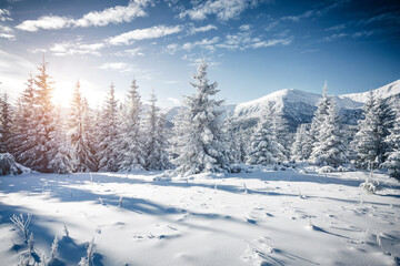 Fototapeta na wymiar Attractive image of white spruces on a frosty day. Location place Carpathian ski resort, Ukraine.