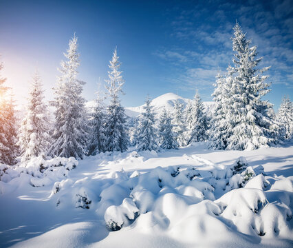 Attractive image of white spruces on a frosty day. Location place Carpathian ski resort, Ukraine.