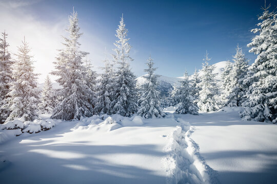 Frosty day in snowy coniferous forest. Christmas holiday concept. © Leonid Tit