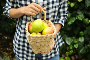Obraz na płótnie Canvas Woman holding basket of fresh ripe pears outdoors, closeup