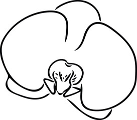 Orchid flower close up.  Vector illustration for wedding designs, greeting cards and logos.