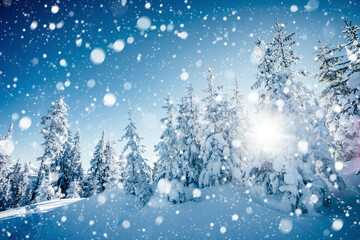 Brilliance snowflakes in snowy coniferous forest. Location place of Carpathian mountains.