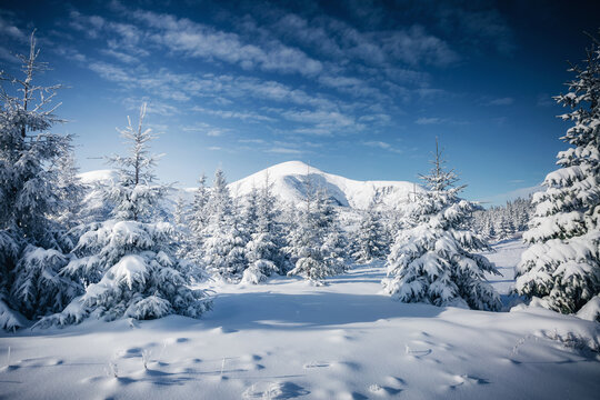Attractive image of white spruces on a frosty day. Location place Carpathian ski resort, Ukraine.