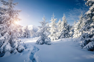 Frosty day in snowy coniferous forest. Christmas holiday concept.