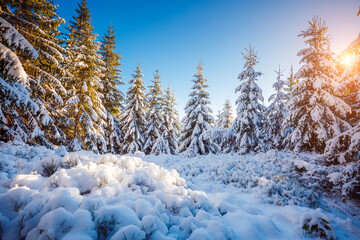 Incredible wintry wallpapers. Frosty day in snowy coniferous forest.