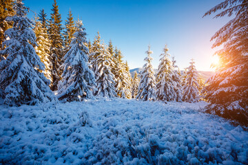 Incredible wintry wallpapers. Frosty day in snowy coniferous forest.