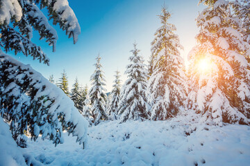 Incredible wintry wallpapers. Frosty day in snowy coniferous forest.