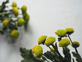 Bouquet of yellow decorative chrysanthemums closeup on a light gray background. Autumn floral background.