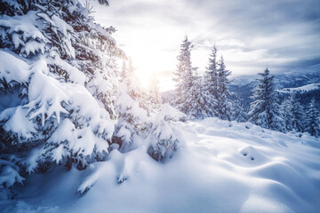 Attractive image of spruces covered in snow.