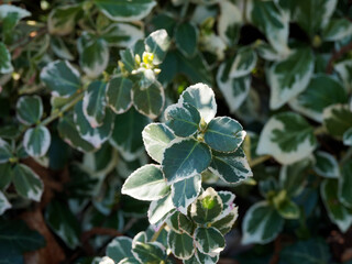 (Euonymus fortunei) Fusain de Fortune ou fusain persistant arbuste ornemental au feuillage panaché de vert et blanc-crème