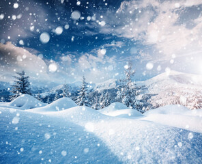 Spectacular image of spruces at sunlight.