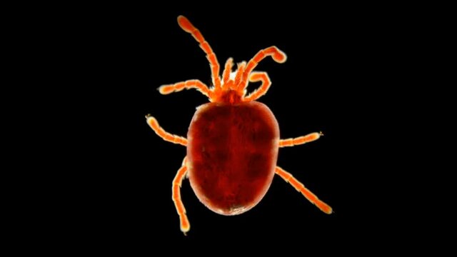 velvet Acari (mite) Trombidiidae under a microscope, order Prostigmata. The adult stages are predators, and the larvae are parasites.
