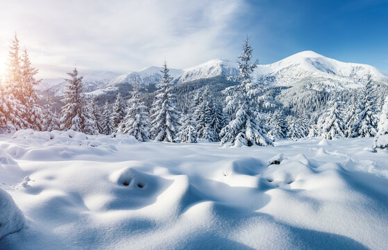 Attractive image of spruces covered in snow.