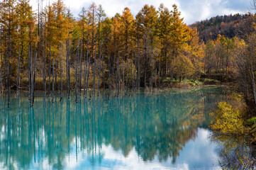 10月終盤の美瑛青い池の紅葉