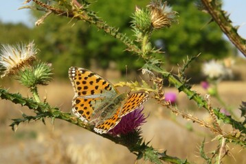 Beautiful Silver-washed fritillary butterfly (Argynnis paphia) on thistle flower in the meadow