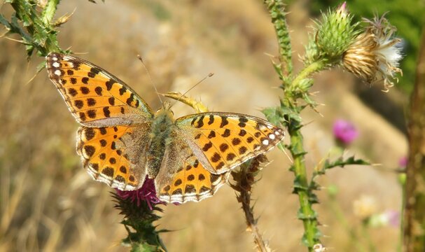 Beautiful Silver-washed fritillary butterfly (Argynnis paphia) on thistle flower in the meadow