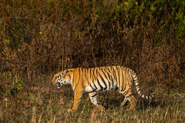 wild royal bengal tiger of terai region walking in forest at uttarakhand india - panthera tigris tigris