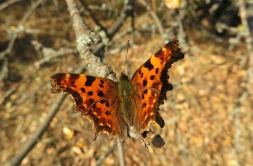 Beautiful polygonia butterfly on a tree branch in autumn garden