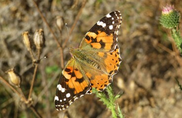 Painted lady butterfly on thistle plant in autumn garden, closeup