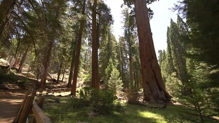 General Grant Tree In Sequoia And Kings Canyon National Park Trails 1