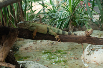 Eguana