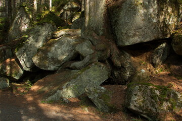 Boulders between the tree roots at the river Vydra in Bohemian Forest in Czech republic,Europe
