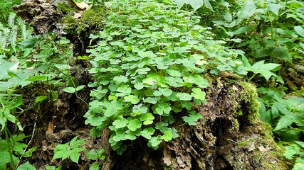   green shamrock in the forest                                                            