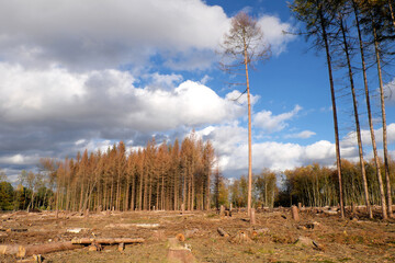 Dead trees and deforested woodland by reason of drought and bark beetle infestation in times of...