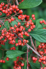 Cotoneaster lacteus bush with manry red berries on branches on autumn season