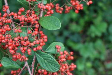 Cotoneaster lacteus bush with manry red berries on branches on autumn season