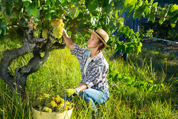 Naklejka na ściany i meble Portrait of woman working at vineyard, harvesting ripe grapes on autumn day